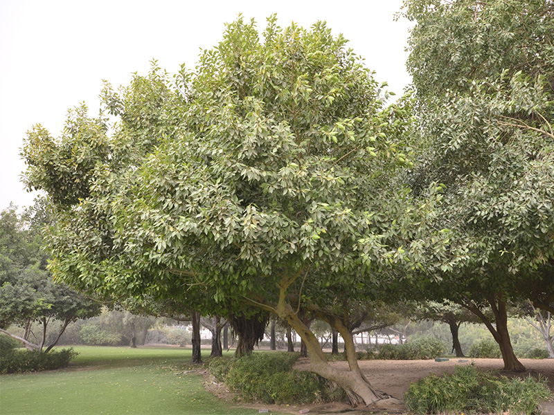 Ficus microcarpa, Form (2).